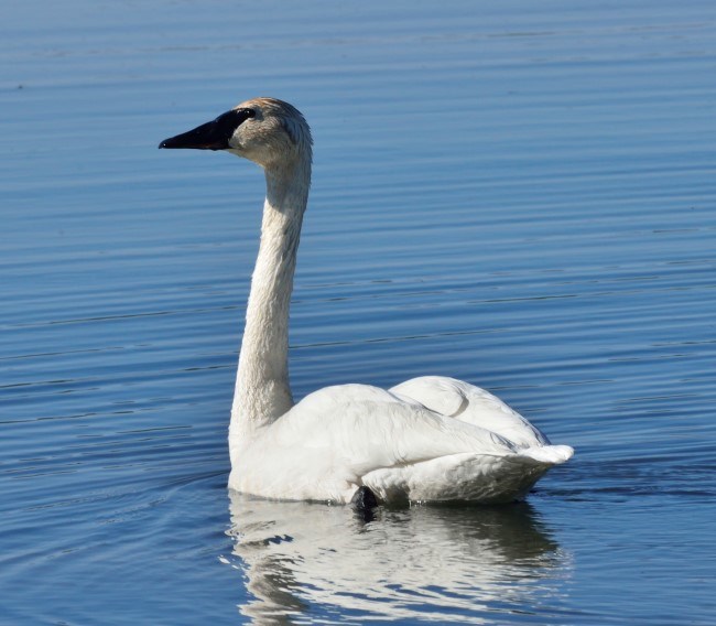 A large white swan with a black bill floats in a lake.
