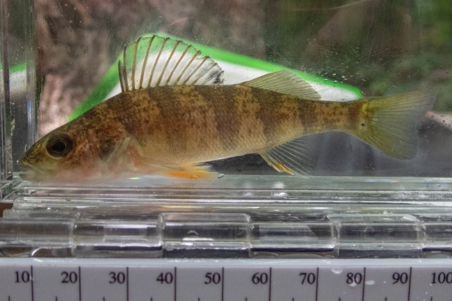 A small yellow fish with several vertical stripes sits in a collection tank