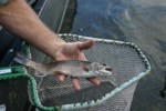 Brook trout with transmitter