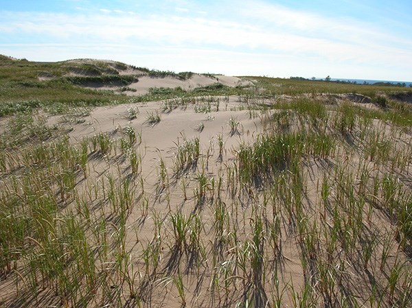 dunegrass