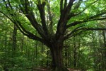 Sugar Maple in Forest