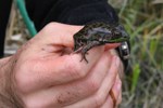 Amphibian Monitoring