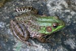 Green Frog