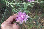 Spotted Knapweed