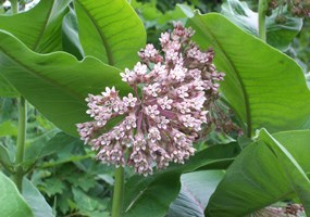 Milkweed flower