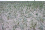 Pitcher's Thistle on dunes