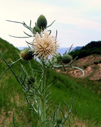 Pitcher's Thistle