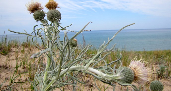 closeup of Pitcher's thistle