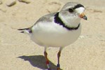 Piping Plover adult