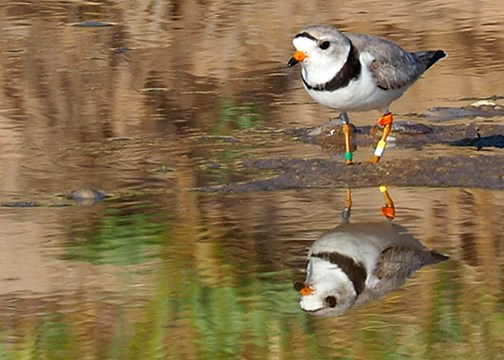 Adult plover reflected in water