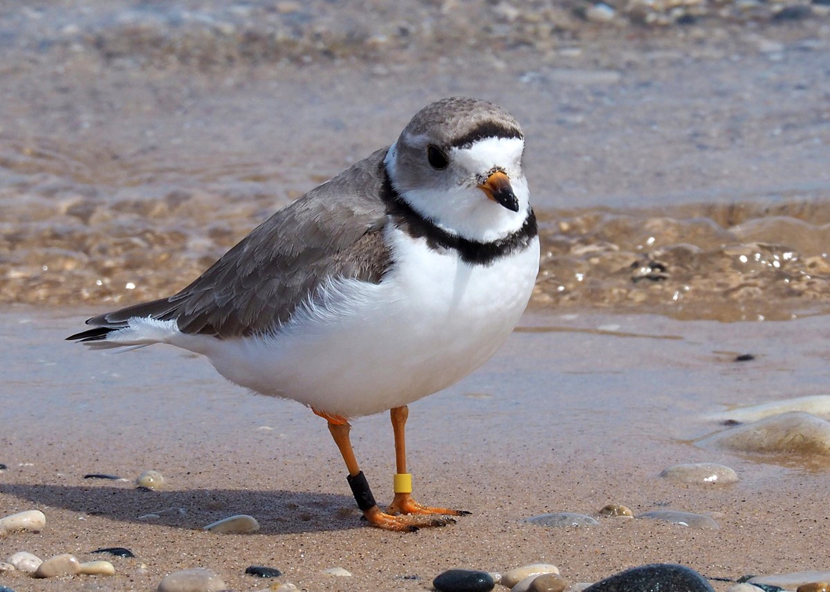 Piping Plovers Sleeping Bear Dunes National Lakeshore (U.S. National