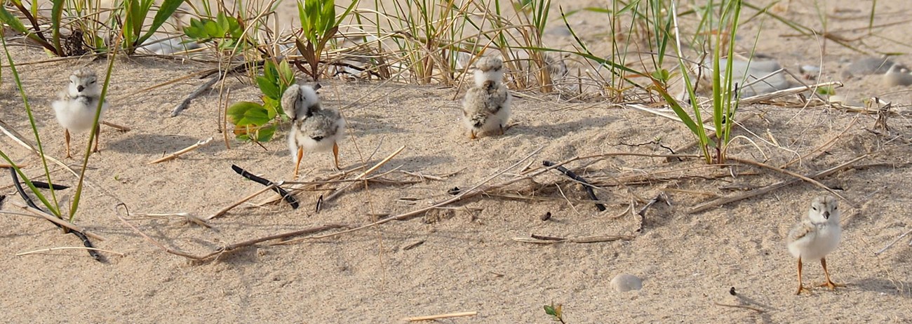 Plover chicks preen and stretch in the sand