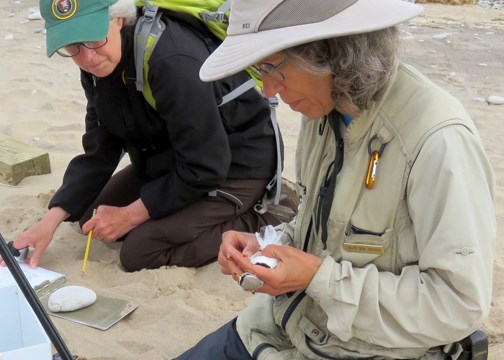 Biologist places band on piping plover's leg