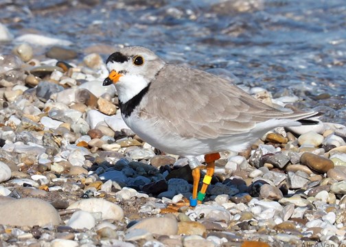 Plover stands on cobbled beach