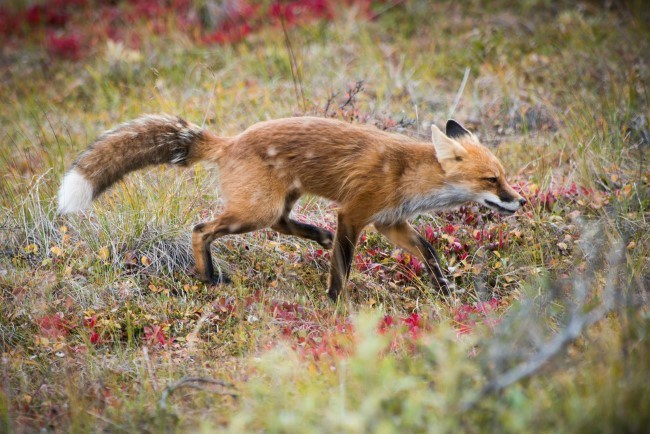 An orange-colored fox trots across a field with scrubby vegetation.