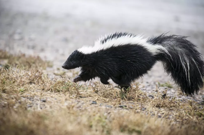 A wet, black skunk with a fluffy tail and white stripes galloping away from a water body