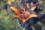 Swallowtail Butterfly