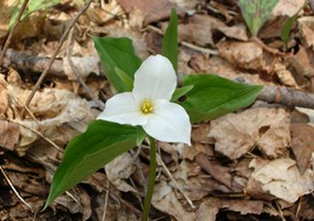 Large-flowered Trillium