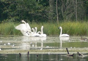 Trumpeter Swans