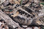 American Woodcock Hen