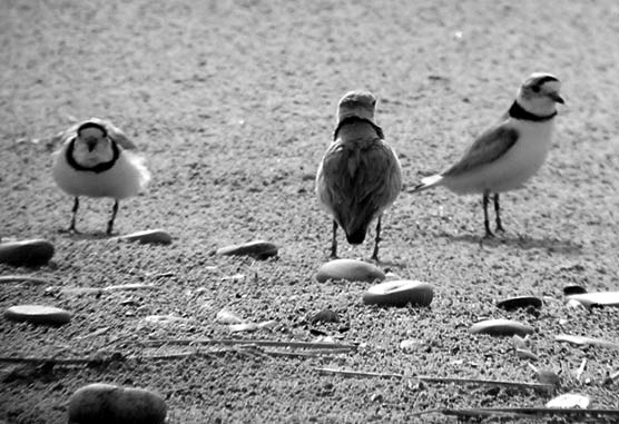 Piping Plovers, nesting endangered shorebirds, battle for territory on the beaches of Sleeping Bear Dunes National Lakeshore.