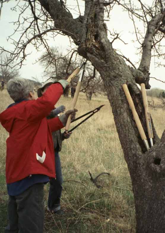 Apple and Pear Tree Pruning Workshop.