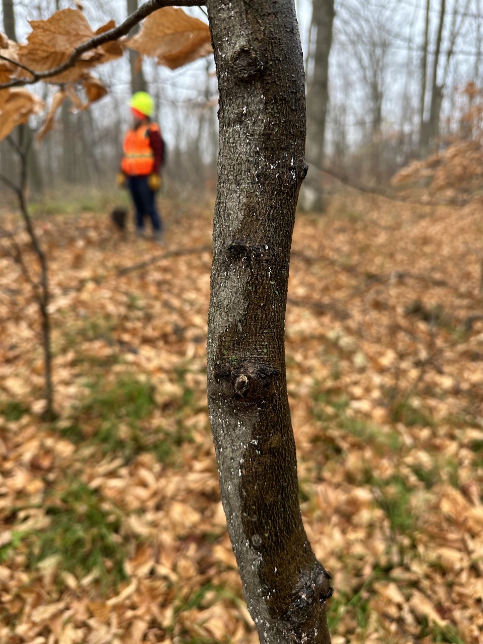 Beech_Bark_Disease tiny white spots on the bark of a sapling. A person wearing orange clothing is in the background.