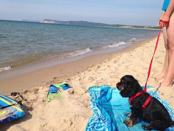 Dog on leash on beach blanet