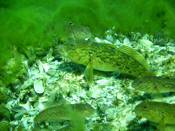 Gobies in Good Harbor Bay
