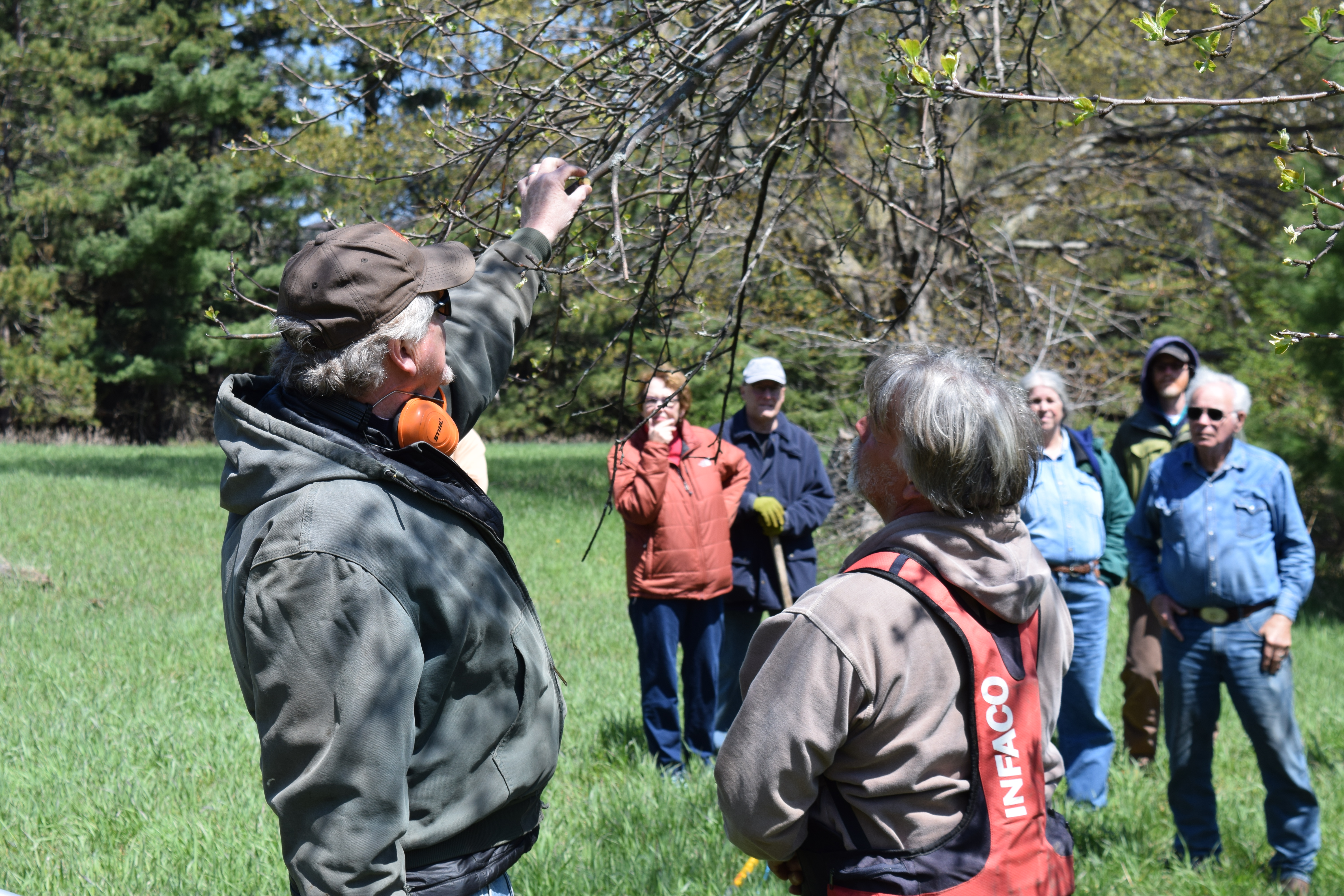 Expert pruner holds on to tree branch as he gives some pruning tips to workshop participants.