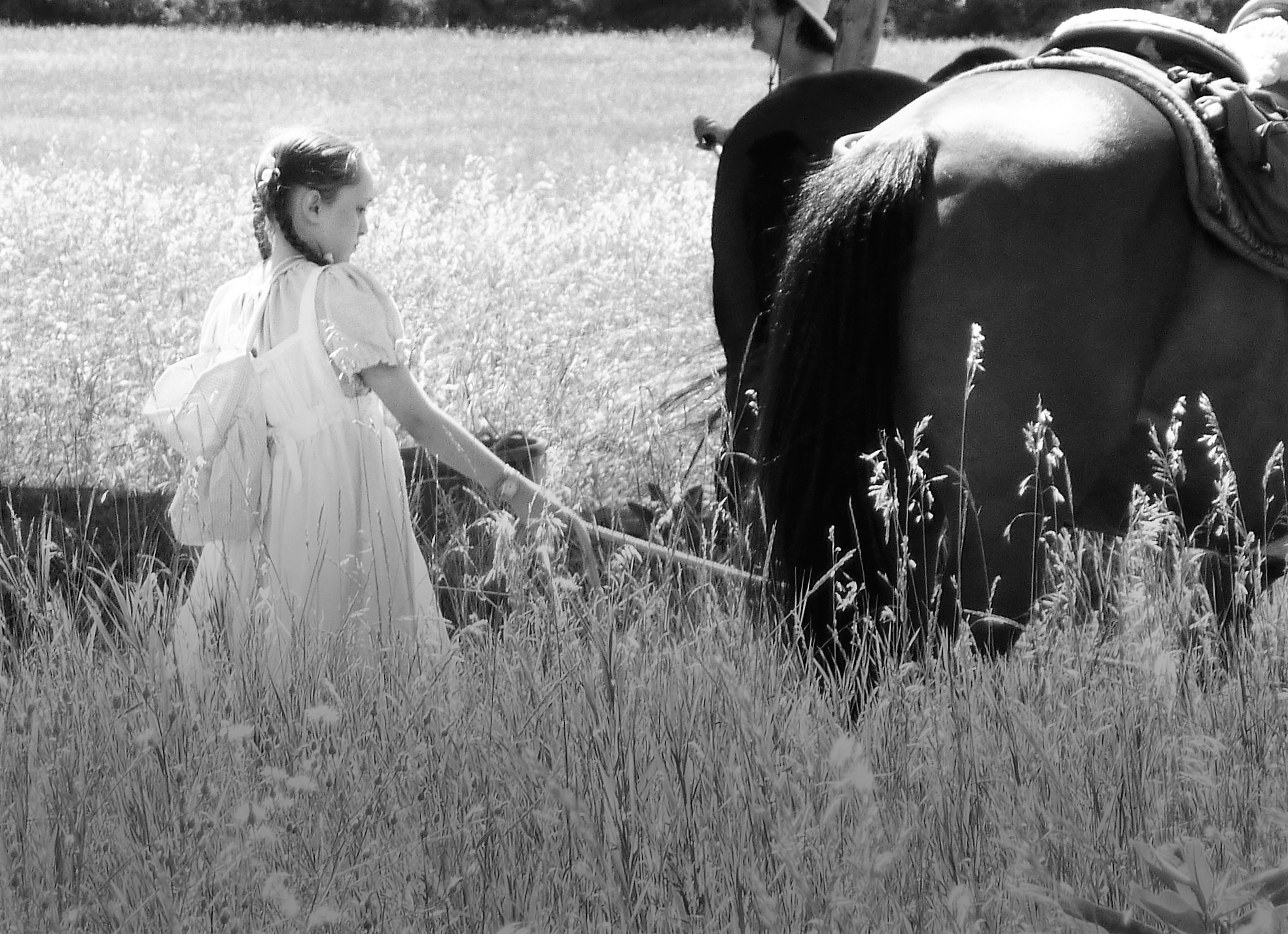 Young girl tends to horses in field