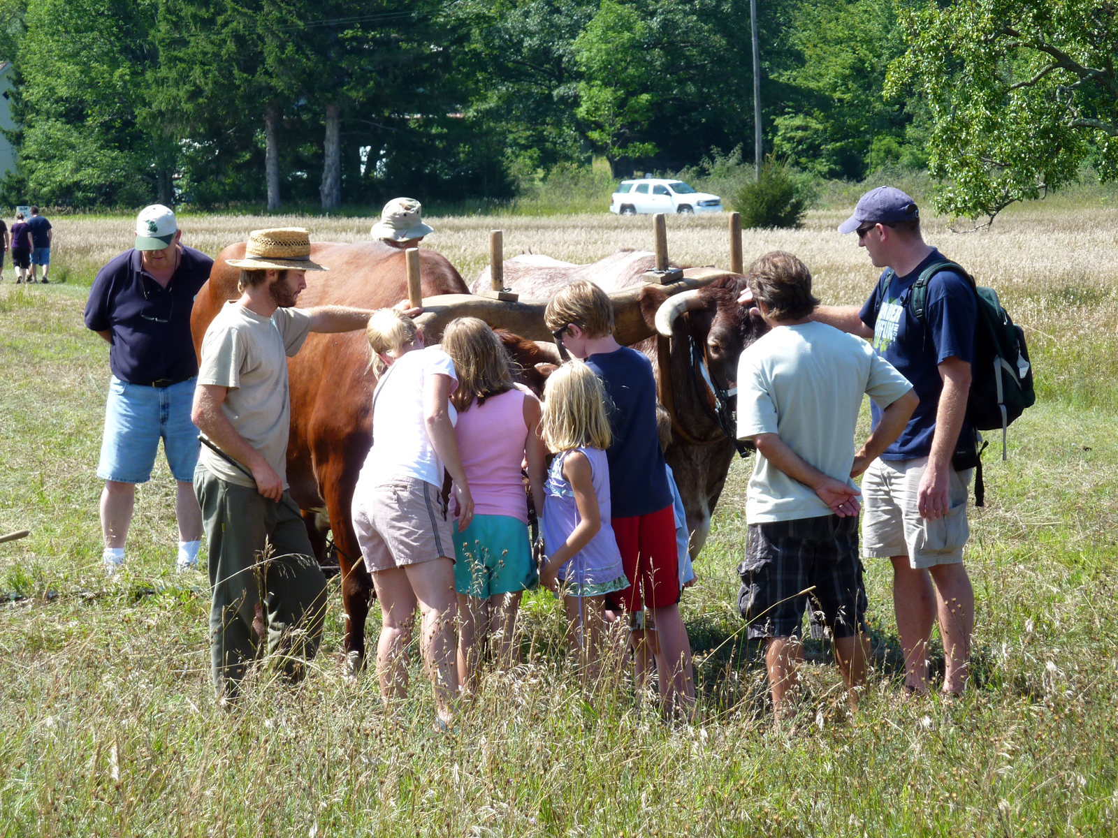 Port Oneida Fair oxen