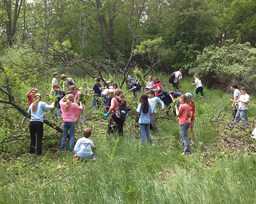 Removing-Invasives-at-SLBE_lo Removing-Invasives-at-SLBE_lo