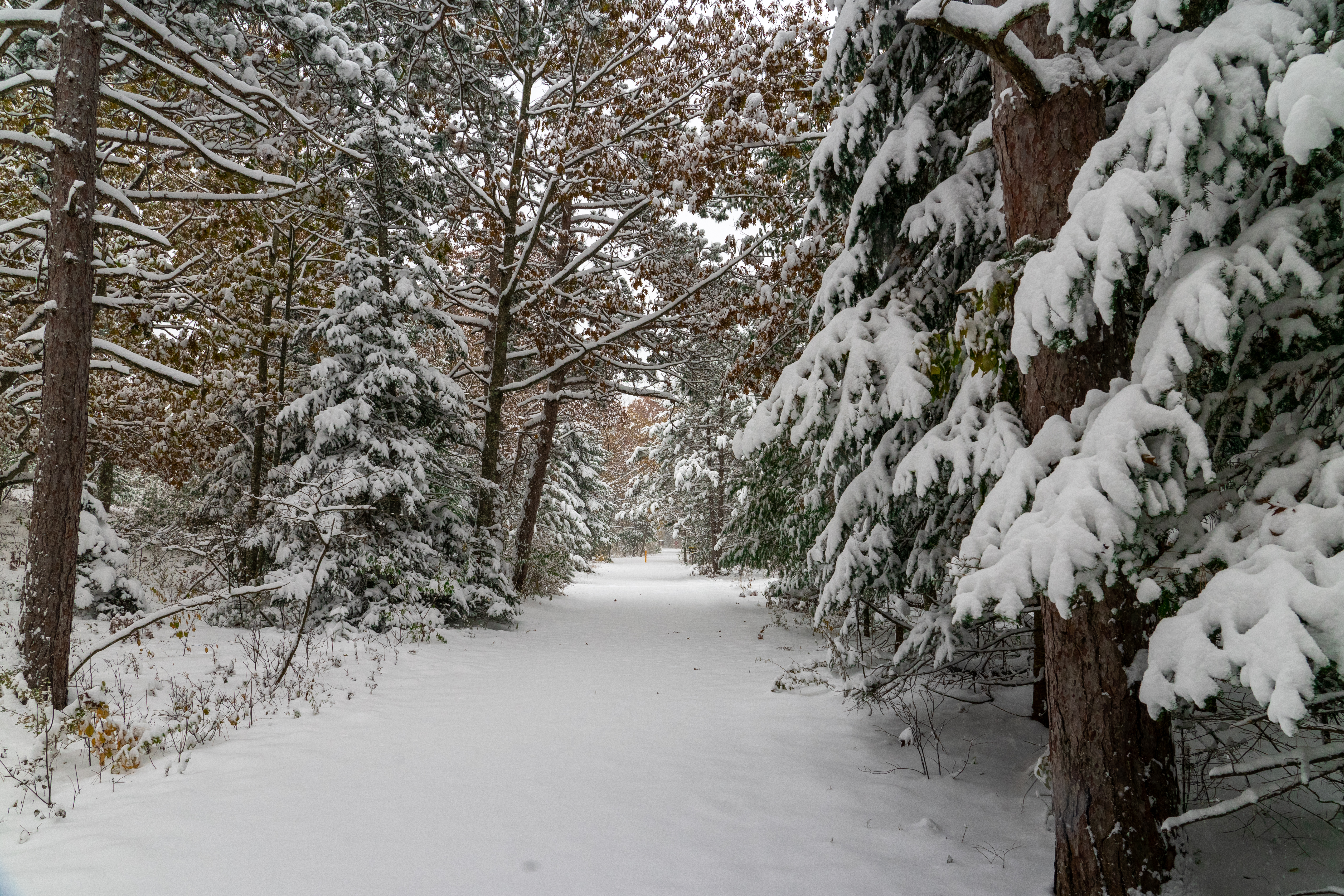 Snow-Covered-SBHT Snow-covered trail through pine trees