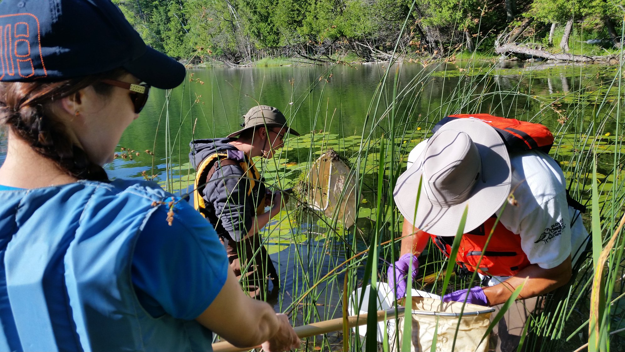 TRT Educators Bass Lk Three educators using nets in small lake