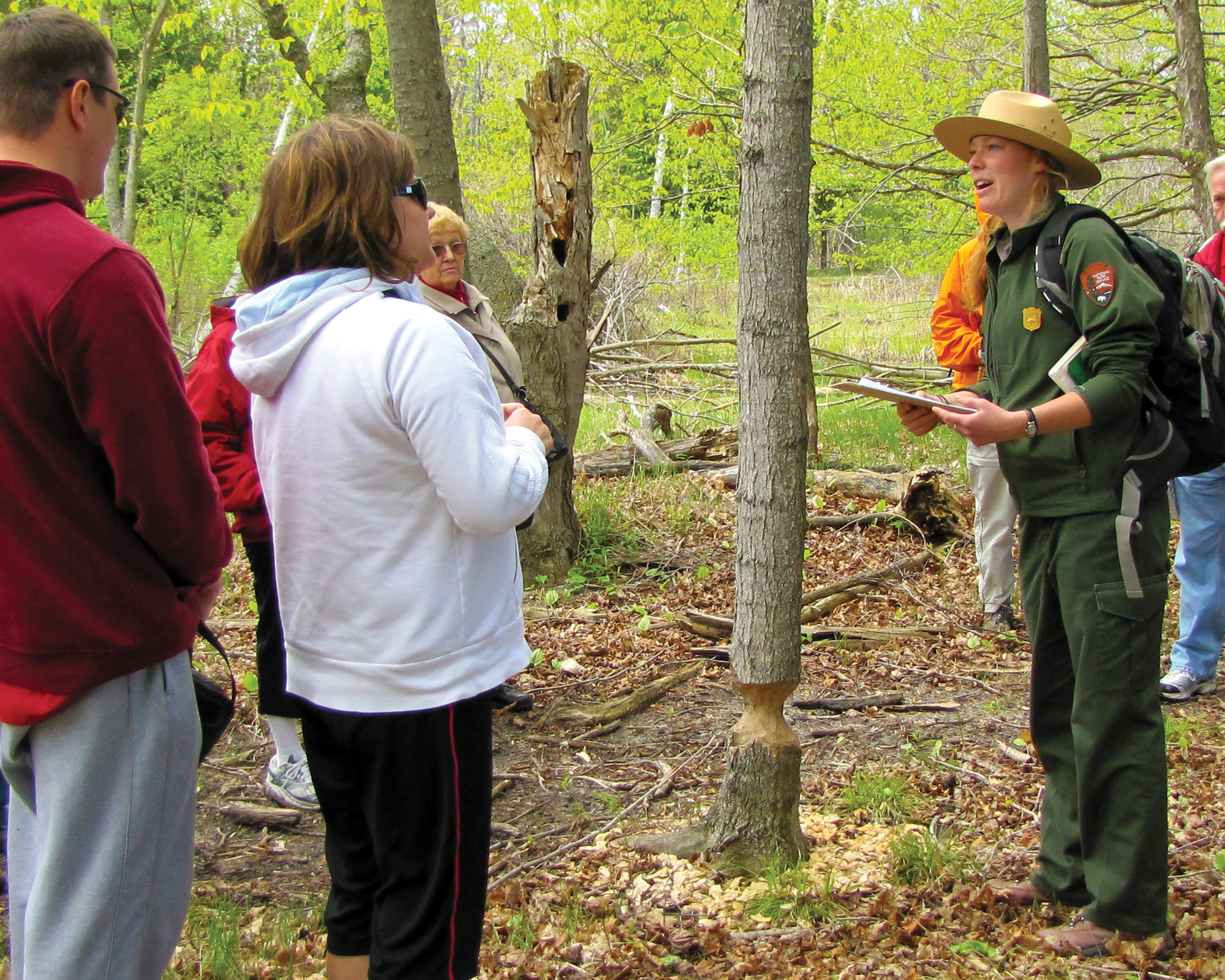Ranger showing hikers a tree chewed by a beaver