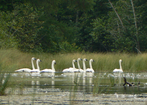 Trumpeter Swans