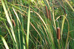 Cattail Cattail