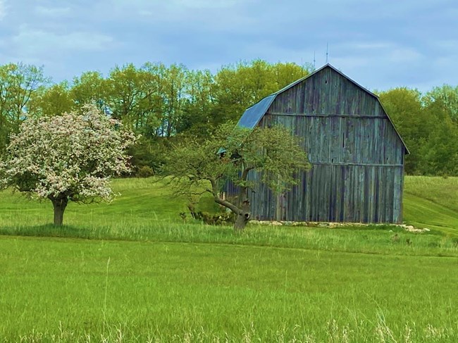 Gray, wooden barn in a green field with a flowering tree nearby