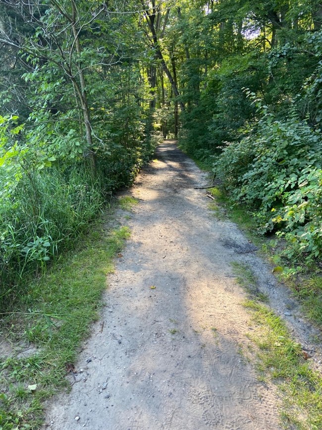 Trail through lush forest