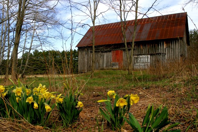 Brown wooden building with red roof and door with daffodils in the foreground