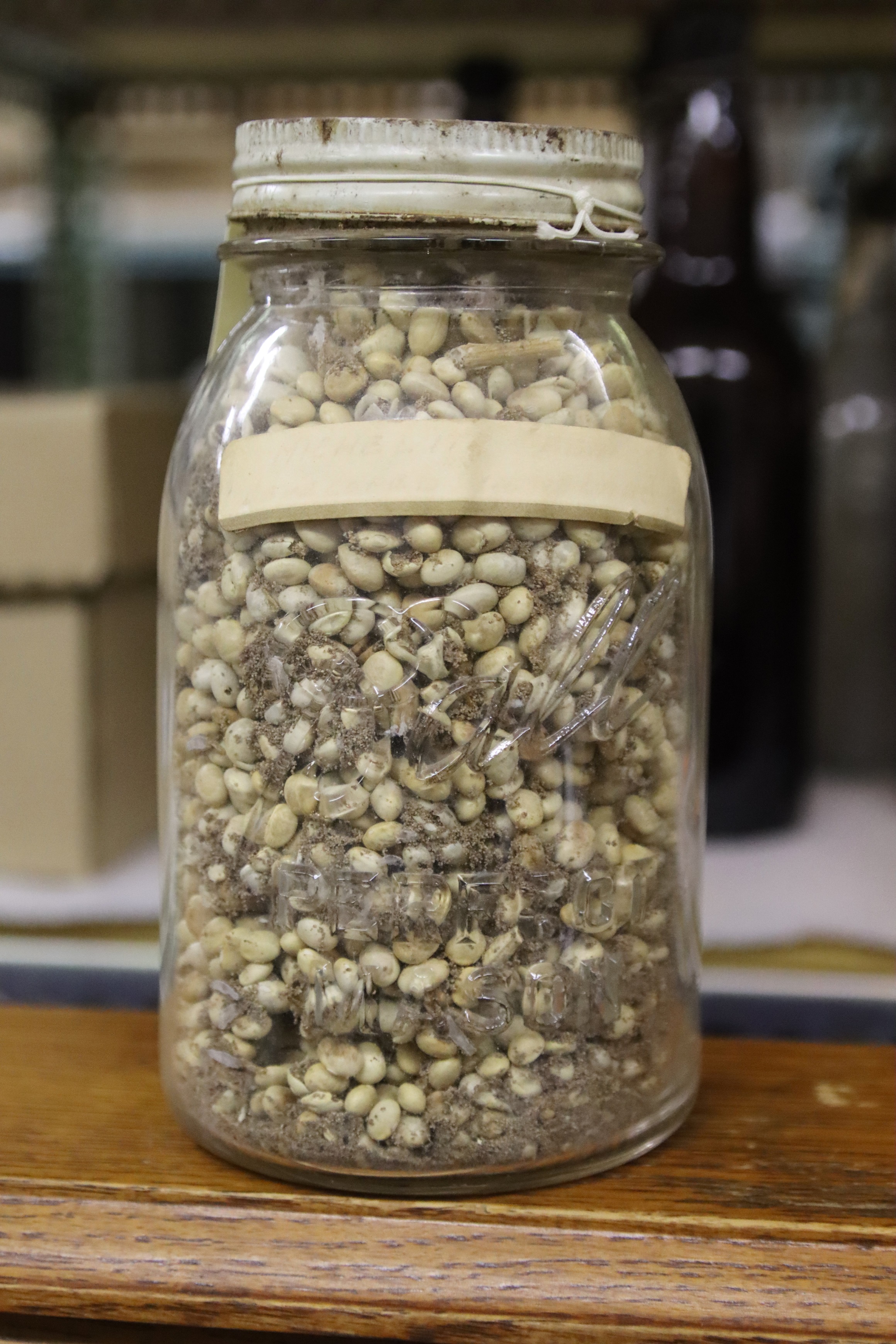 A glass jar full of small white beans sits on a shelf. The label is unreadable.