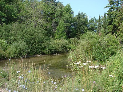 Otter-Creek