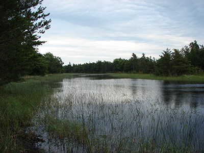 Peterson-Road-Wetland-(2)