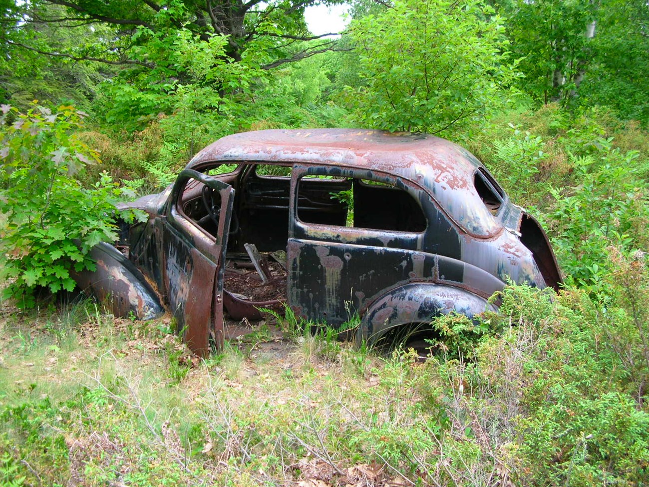 Rusted old car peeking from brush