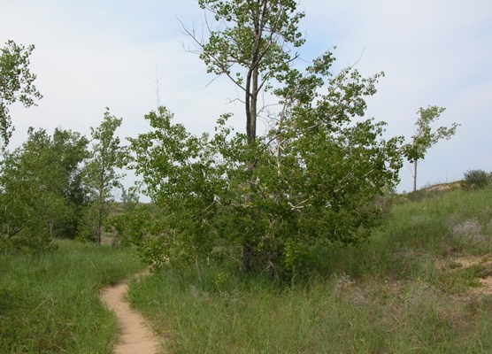 Cottonwood Trees