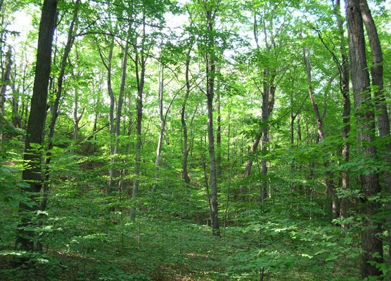 Beech-Maple Forest