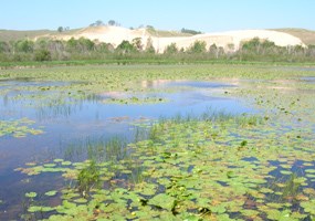 Mill Pond