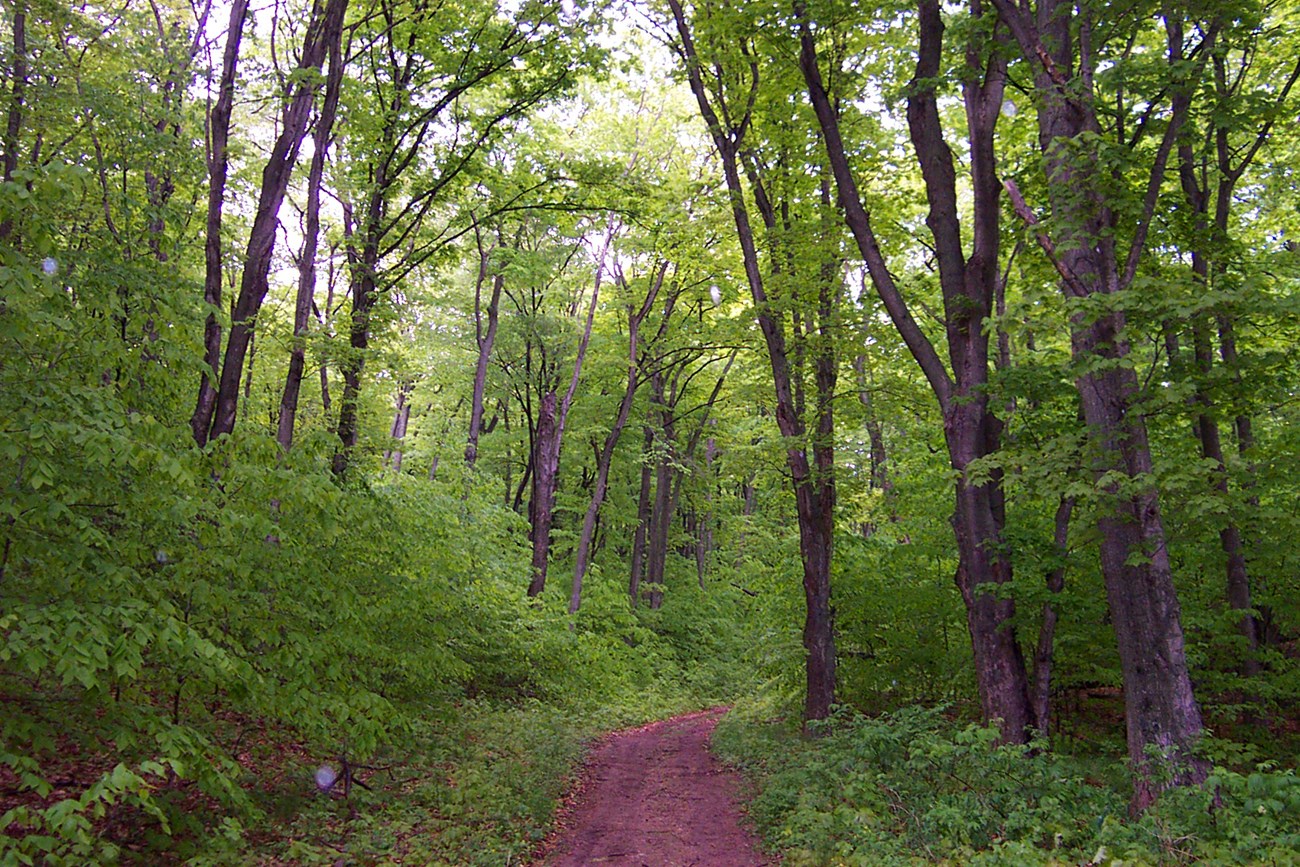 A narrow dirt trail makes its way through a green forest