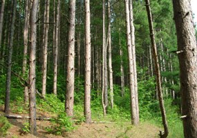 Pine Plantation